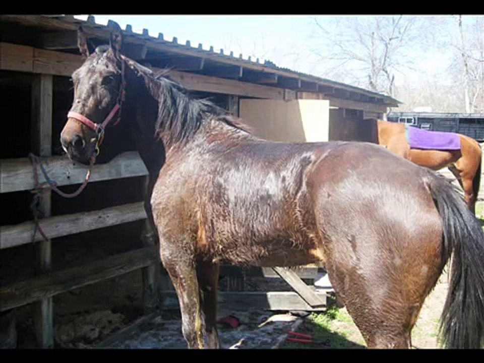 SPARE TIME JOJO (9DS623, M) First Day Under The Saddle