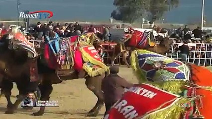 Nazilli Deve Güreşleri Bölüm 3