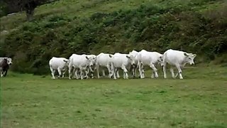 WHITE COWS WALKING PAST