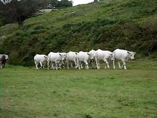 WHITE COWS WALKING PAST