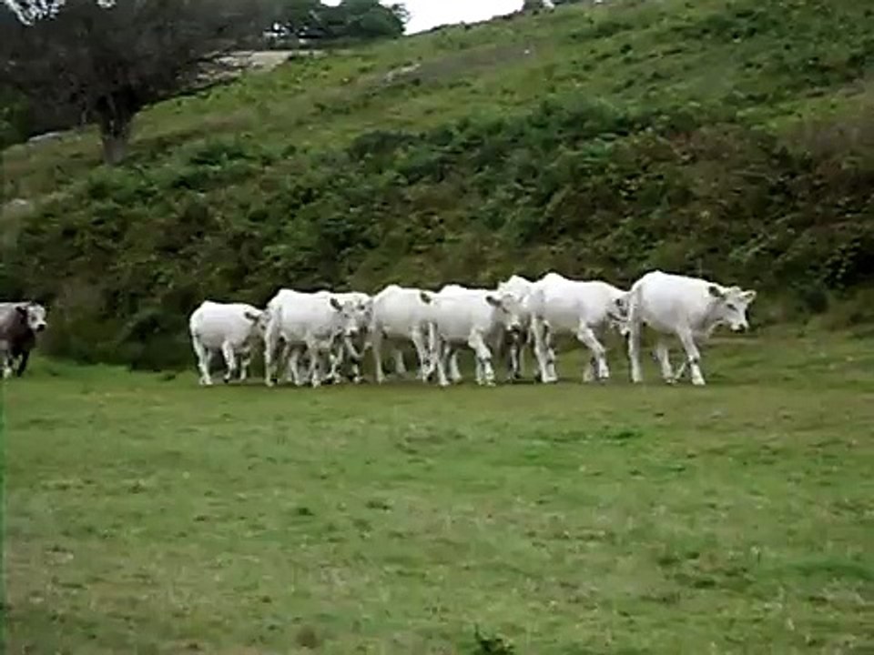 WHITE COWS WALKING PAST
