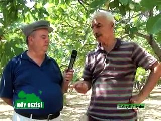 233 Aydın Kösk İncir Tanıtımı