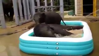 Best of Comedy : Super Funny Cute Elephants In Water Pool Fail Animal