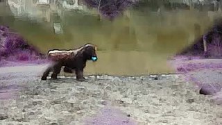 Nilo(mi perro de agua español) en el Lago Pequeño (Terrassa)