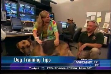 DENNIS HILL - DOG WHISPERER