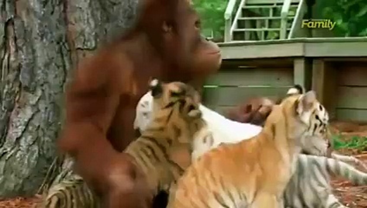 Monkey And tiger cubs Watch What Happens