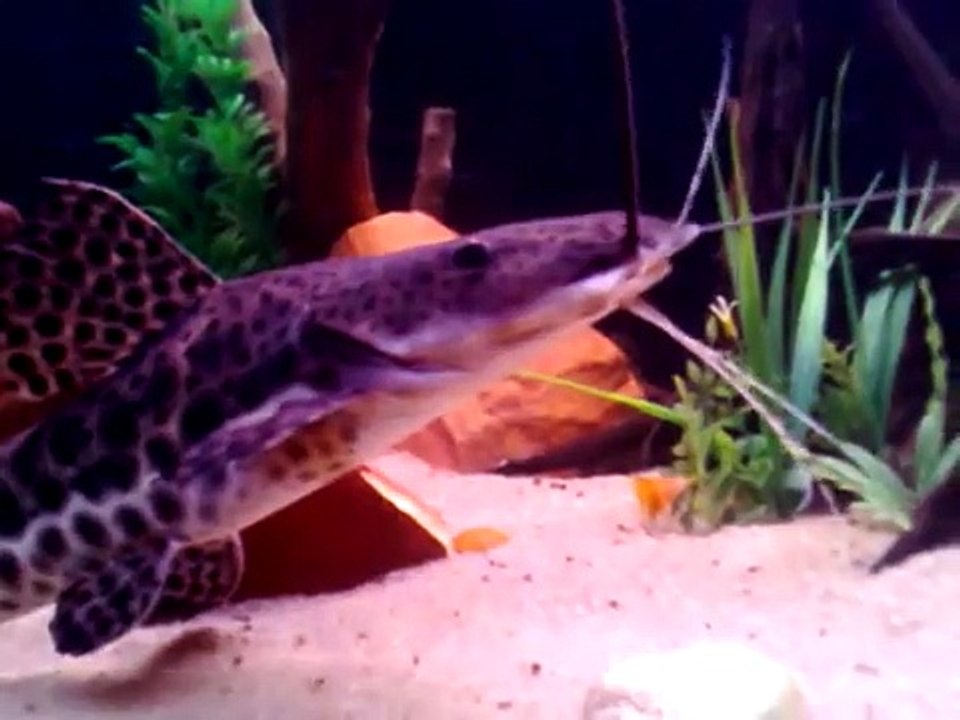 peixe papagaio desovando