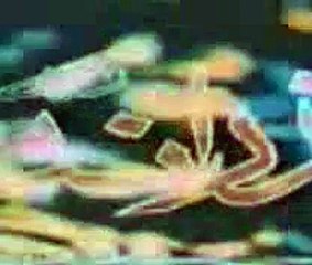 Best of Noor Jahan, bant raha jab khuda saray jahan ki