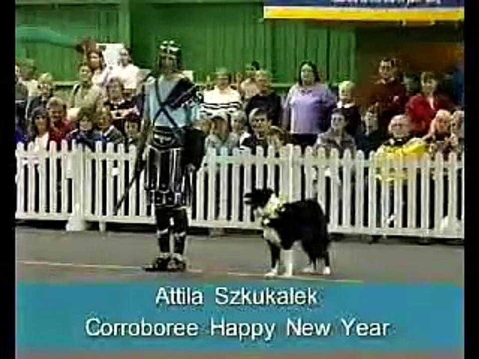 Kutyás gladiátor