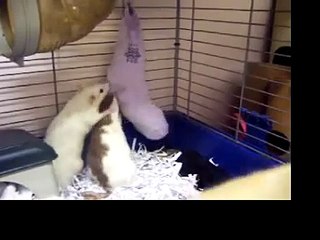 Pet rats enjoying their Christmas stocking - take 1