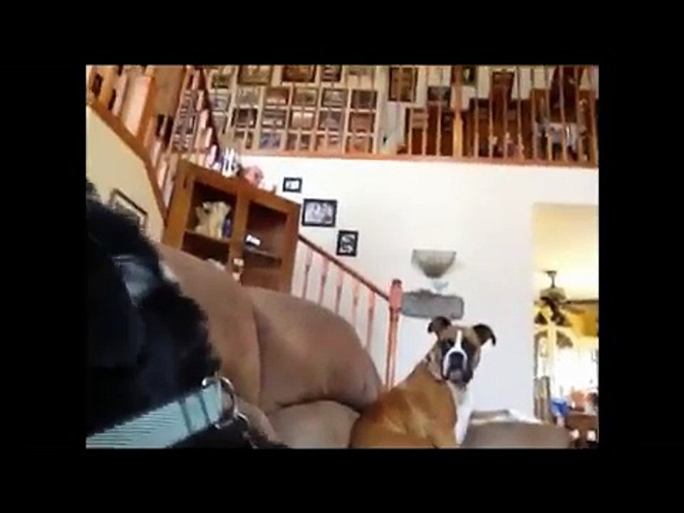 Yogi, the TV watching dog