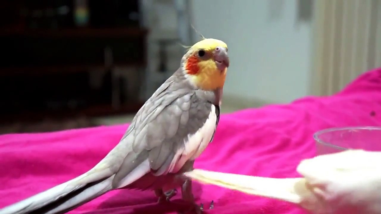 O CANTO DO ACASALAMENTO - CALOPSITA