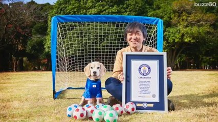 Amazing dog can catch world-record-breaking number of balls