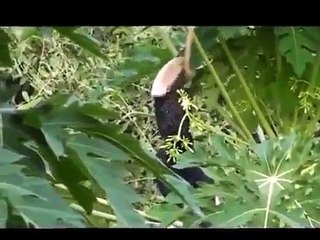 Hamer Tribe Choose your wife at turmi market