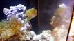 My saltwater nano tank (reef tank anemone, clownfish and more) 36L