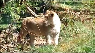 Lions and lion cubs daily feed at Blackpool Zoo
