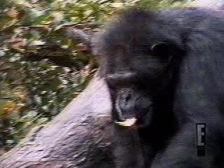 Singe trou du cul