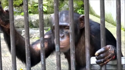 Chimpanzee Mimi suffering an injury at Chausuyama Zoo