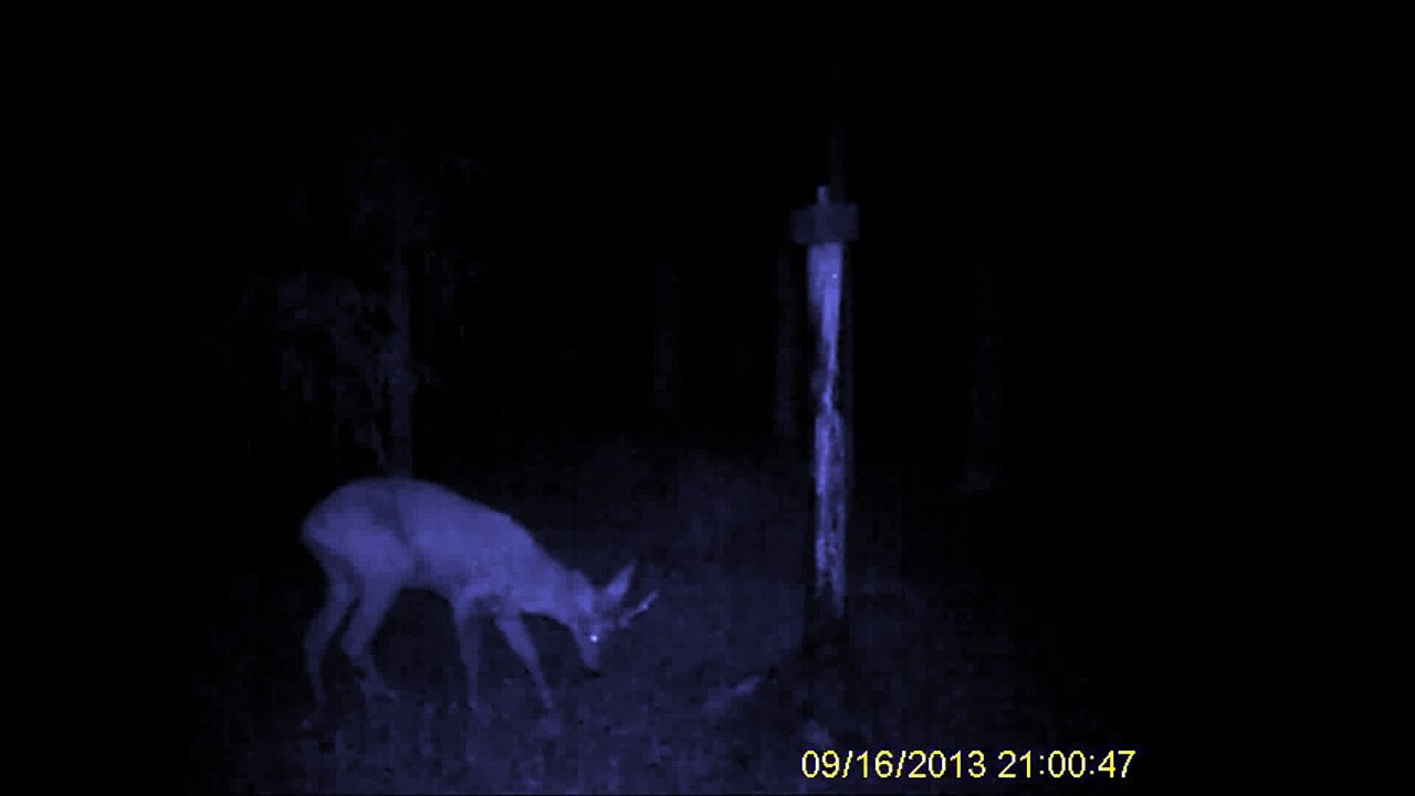 Trail camera LTL Acorn 5210 A  12mp