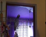 Jerry  - African Grey Parrot talking 1