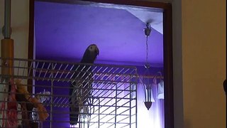 Jerry  - African Grey Parrot talking 1