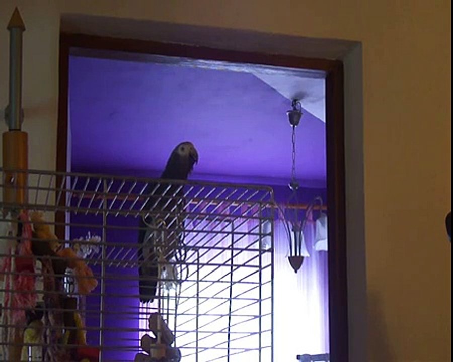 Jerry  - African Grey Parrot talking 1