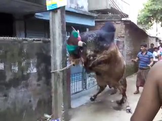 Very Angry Bull Qurbani