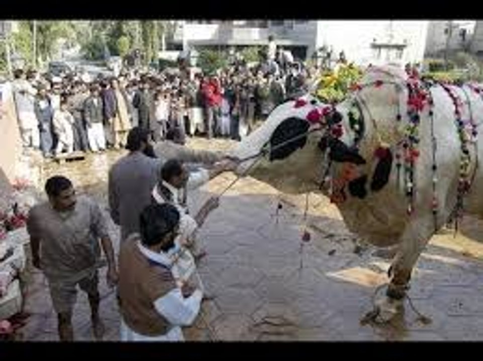 Attacking  Bull For Qurbani.
