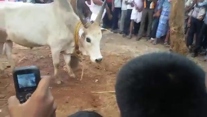 Dangerous Bull Before Qurbani
