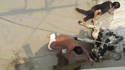 Dangerous Bull Qurbani Part 1 2015