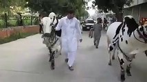Bulls For Qurbani 2015 Islamabad