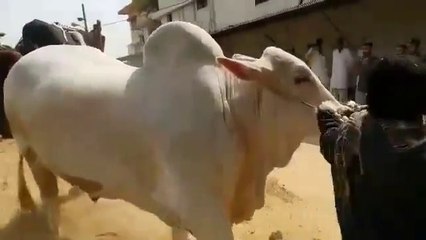 Heaviest White Fighter Bull