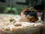 Hermit Crab & Green Spotted Puffer *2