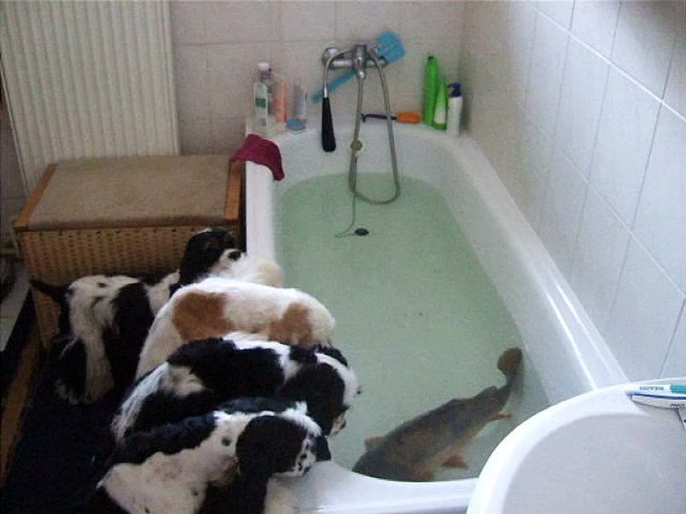 Cocker Spaniels Curious Of The Fish Inside The Tub
