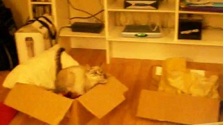 Capitaine Croquette jumps from a cardboard box to an other cardboard box
