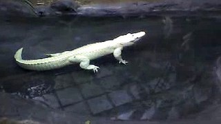 The white alligator: Ghost of the Bayou