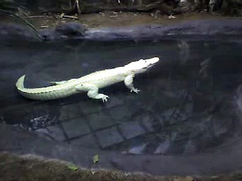 The white alligator: Ghost of the Bayou