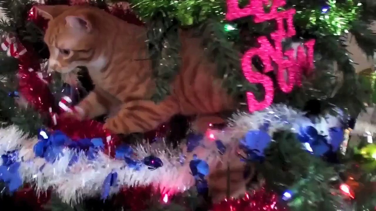 CAT PROOF  Christmas Tree!