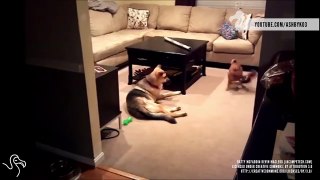 What Dogs Really Do When No One's Watching