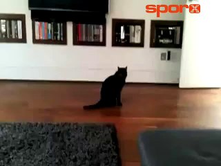 Kara kedi Terry'den korktu!