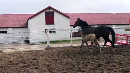Kharisma SSH - Buckskin warmblood filly foal