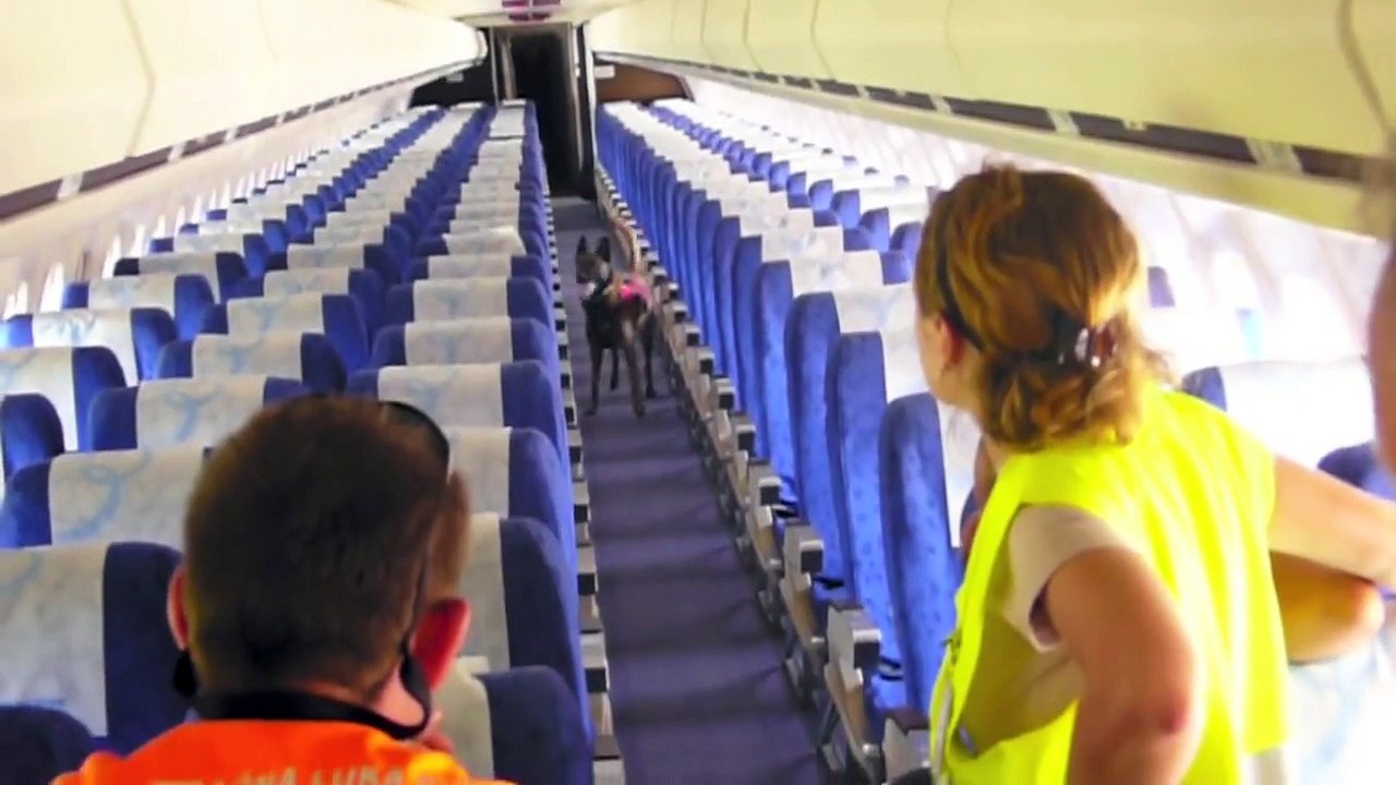 SAR dogs working on airport (training)