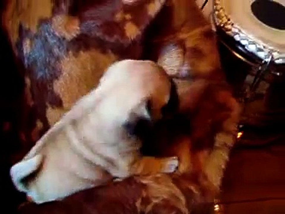 baby pug diary no.7