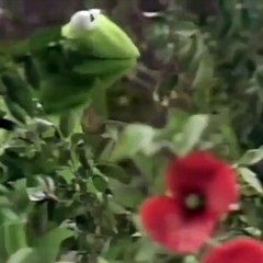 BuzzFeed BFF The REAL real slim shady