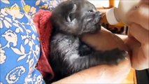 癒しの子猫ちゃん集ஐ╮.•*¨*•.¸¸ロングバージョン