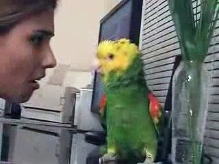 Singing and dancing parrot