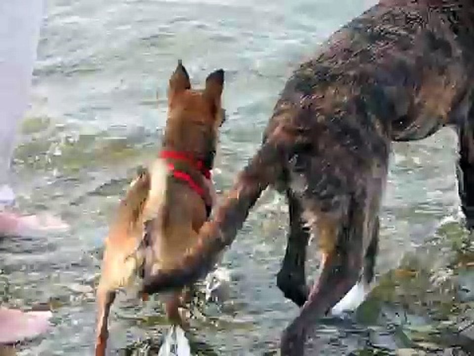 Sea Swimming Chihuahua - The Real Montauk Monster