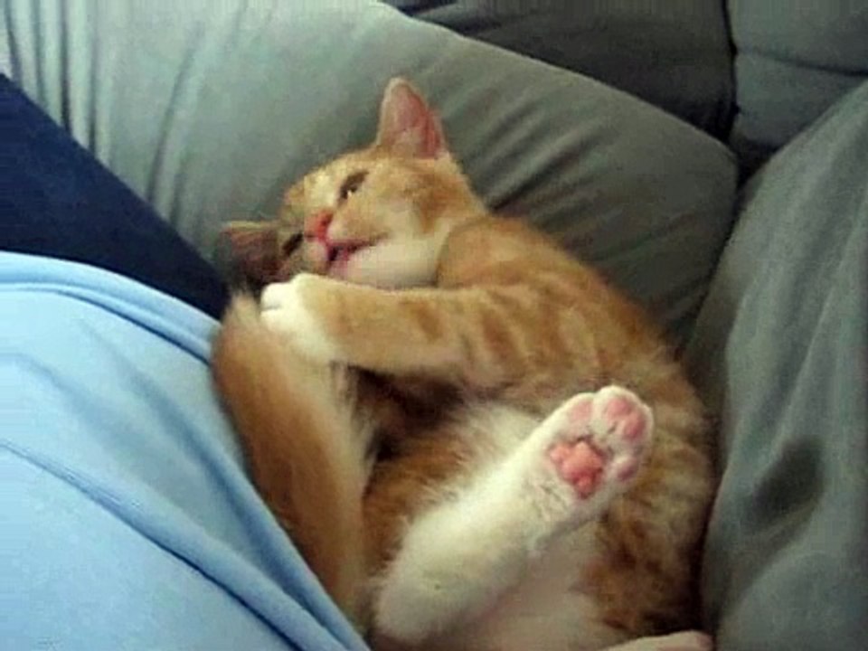 Kitten Sucking her tail