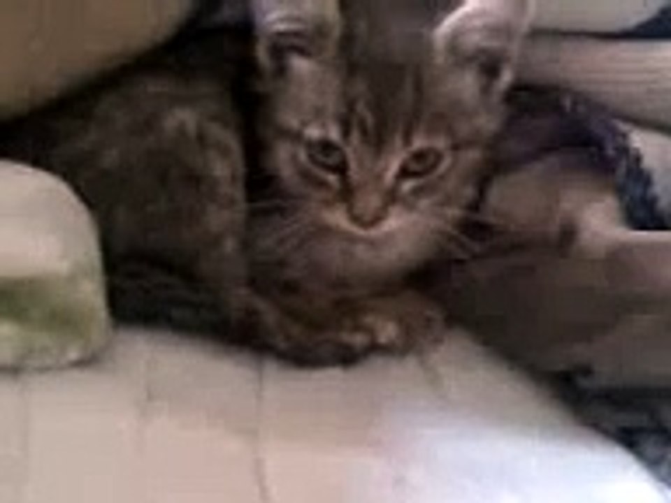 Gatito
