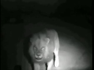 The Mapogo Lion Coalition - 2008